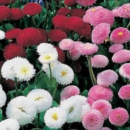 Bellis perennis Pomponette mixed flower seeds for growing colorful pompon-style daisy blooms in gardens and containers.