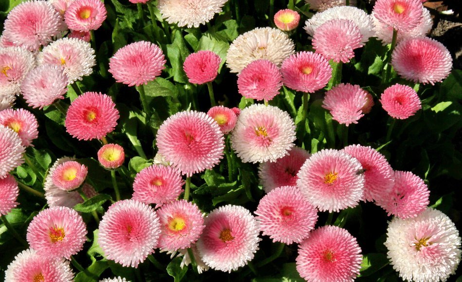 Bellis perennis - Pomponette Mixed - Image 3