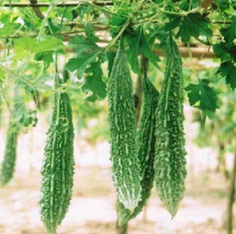 Bitter gourd green vine with fresh bitter melons ready for harvest, grown from Gardeny Seeds vegetable seeds in home gardens and farms.