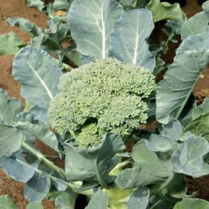 Broccoli vegetable seeds for planting and growing fresh, healthy broccoli plants in home gardens and farms.