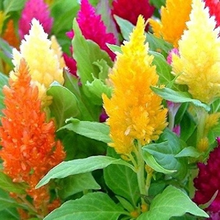 Celosia plumosa - Image 2