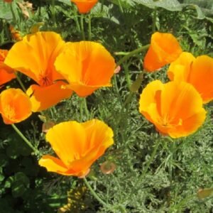 California Poppy Orange flower seeds for growing vibrant orange poppy blooms in gardens, pots, and containers.