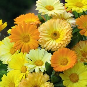 Calendula officinalis mix flower seeds for growing colorful calendula blooms in gardens, pots, containers, and flower beds.