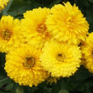 Calendula officinalis yellow flower seeds for growing bright yellow calendula blooms in gardens, pots, and containers.