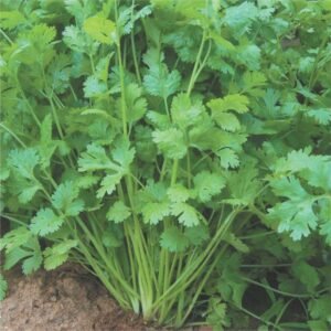 Coriander vegetable seeds for planting and growing fresh, aromatic coriander leaves in home gardens and farms.