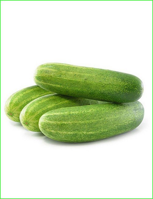 Cucumber vine with fresh green cucumbers ready for harvest, grown from Gardeny Seeds vegetable seeds in home gardens and farms.