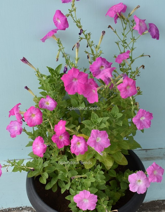 Close-up of Petunia Pink flowers showing soft pink trumpet blooms, perfect for garden beds and hanging baskets.