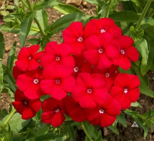 Phlox Red - Image 2