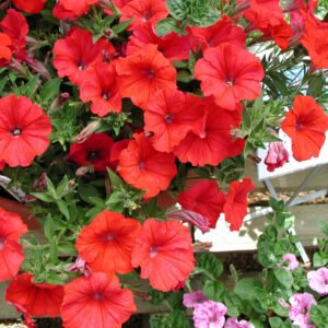 Petunia Scarlet Red flower seeds for growing vibrant scarlet red petunia blooms in gardens, pots, containers, and hanging baskets.