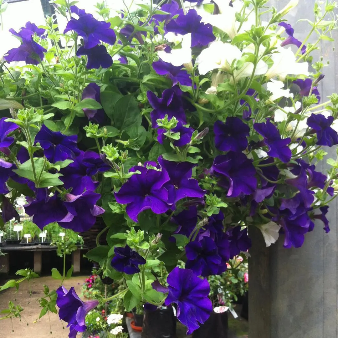 Close-up of Petunia Blue flowers showing trumpet-shaped blue blooms ideal for garden borders and hanging baskets.