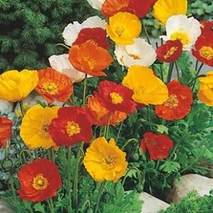 Iceland Poppy Mix flower seeds for growing colorful, delicate poppy blooms in gardens, pots, and containers.