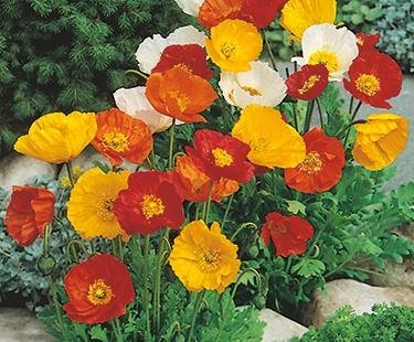 Iceland Poppy Mix flower seeds for growing colorful, delicate poppy blooms in gardens, pots, and containers.