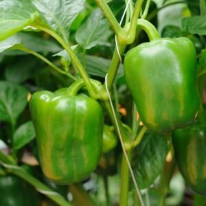 Green capsicum vegetable seeds for planting and growing fresh, healthy green bell peppers in home gardens and farms.