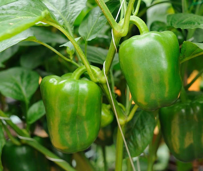 Green capsicum vegetable seeds for planting and growing fresh, healthy green bell peppers in home gardens and farms.
