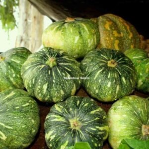 Pumpkin vegetable seeds for planting and growing in home gardens