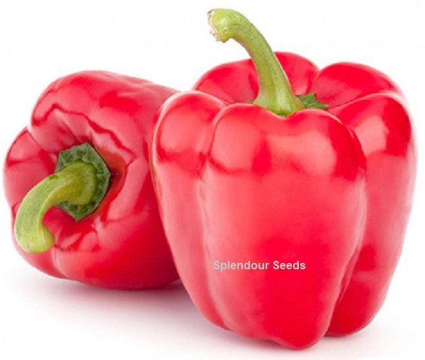 Freshly harvested red capsicum (bell peppers) grown from Gardeny Seeds vegetable seeds for home gardens and farms.