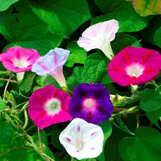Morning Glory seed packet showing the vibrant climbing flower seeds ready for sowing in gardens and pots.
