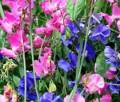 Sweet Pea - Image 2