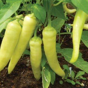 Banana Pepper vegetable seeds for growing mild, sweet peppers in home gardens and farms.