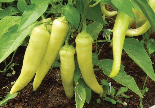 Banana Pepper vegetable seeds for growing mild, sweet peppers in home gardens and farms.