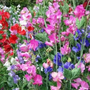 Sweet Pea flower seeds for growing colorful, fragrant sweet pea blooms in gardens, pots, containers, and trellises.