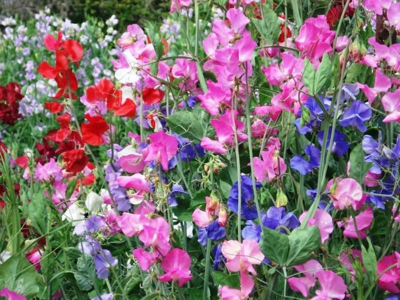 Sweet Pea flower seeds for growing colorful, fragrant sweet pea blooms in gardens, pots, containers, and trellises.