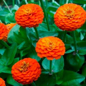 Zinnia Dahlia Orange flower seeds for growing vibrant orange, dahlia-flowered zinnia blooms in gardens and pots.