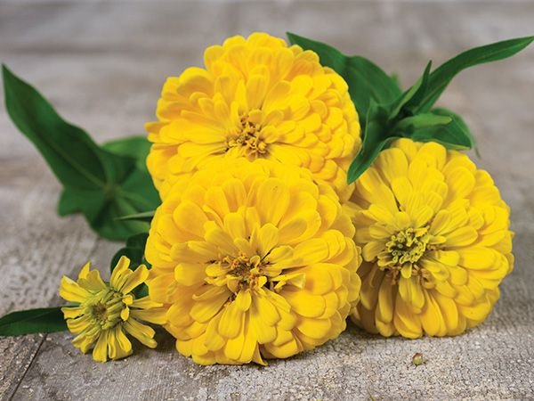 Zinnia Dahlia Yellow plants in full bloom, showing vibrant yellow dahlia-flowered blooms in garden beds and pots.
