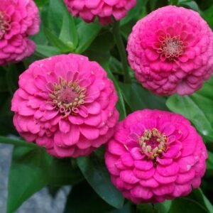 Zinnia elegans deep rose flower seeds for growing vibrant deep rose zinnia blooms in gardens, pots, and containers.