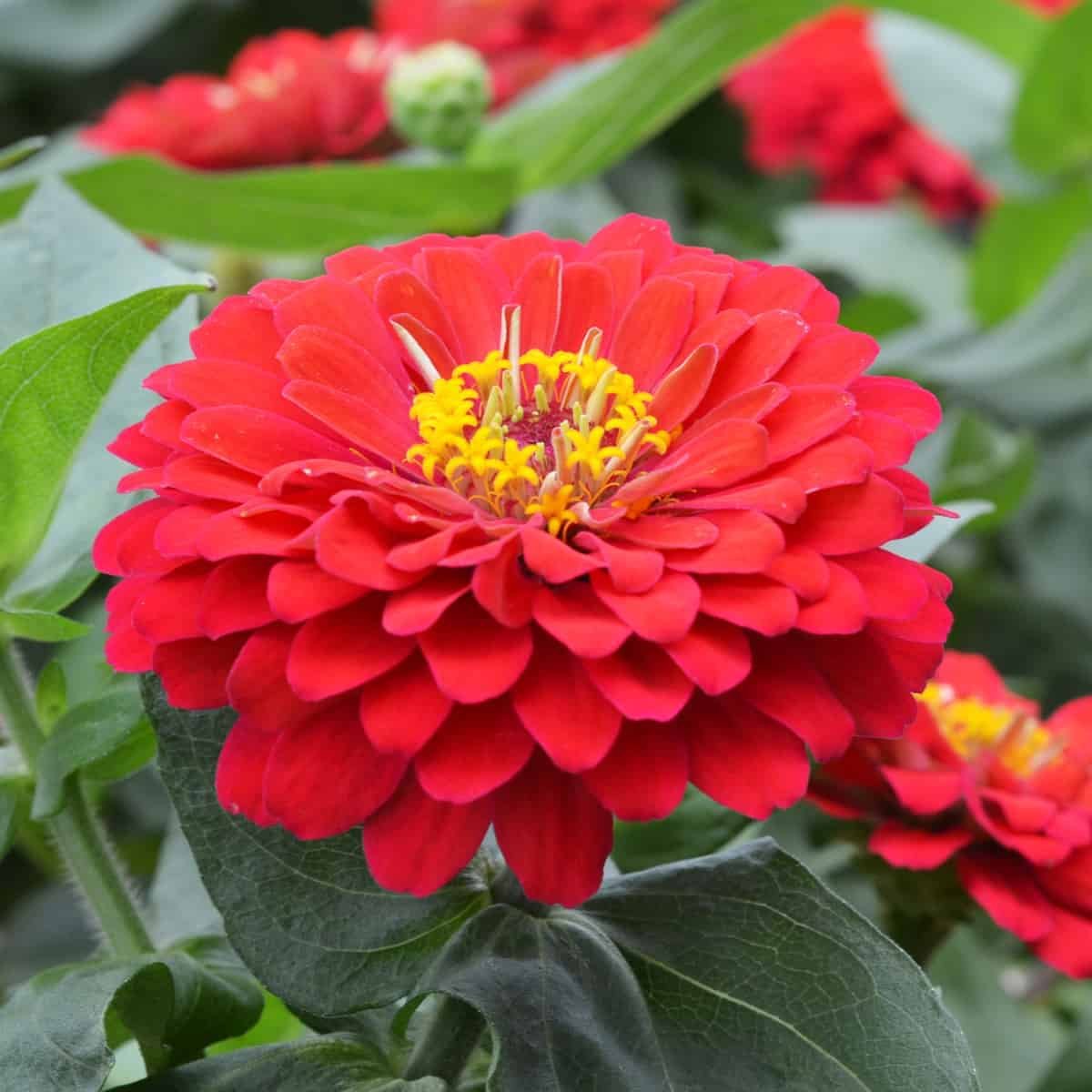 Close-up of Zinnia Scarlet flowers showing vivid scarlet red blooms ideal for garden beds and containers.