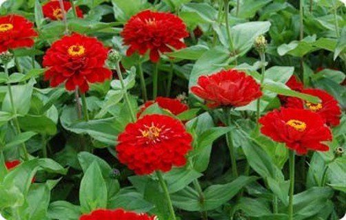 Zinnia Scarlet plants in full bloom, covering garden beds and pots with bright scarlet red flowers.