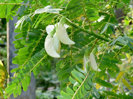 Agathi (Hummingbird Tree) vegetable seeds for planting and growing fresh, healthy agathi greens in home gardens and farms.