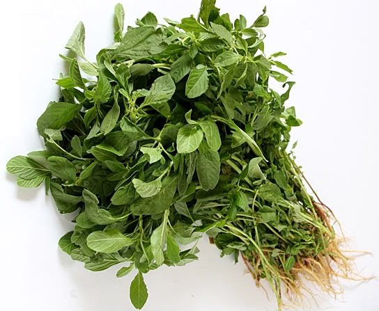 Amaranthus dubius vegetable seeds and spinach seeds for planting and home gardening