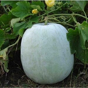 Ash gourd vegetable seeds for planting and growing fresh, healthy white pumpkins in home gardens and farms.