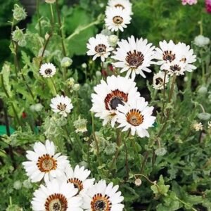 Venidium fastuosum white flower seeds for growing attractive white daisy-like blooms in gardens, pots, and containers.