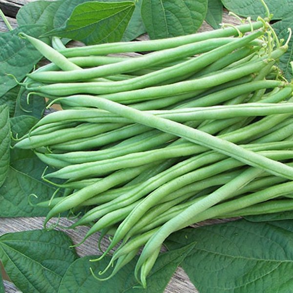 Bush bean vegetable seeds for planting and growing fresh, tender green beans in home gardens and farms.