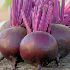 Freshly harvested beetroot bulbs grown from Gardeny Seeds vegetable seeds