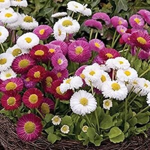 Bellis perennis mix flower seeds for growing colorful English daisy blooms in gardens, pots, and containers.