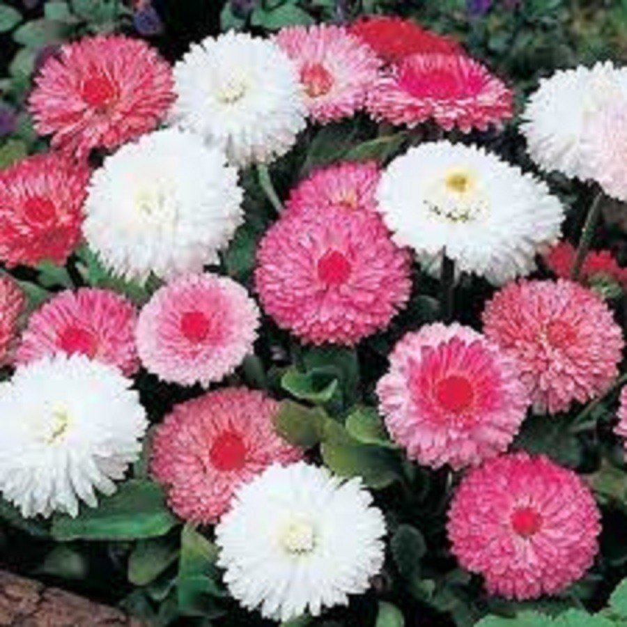 Bellis Perennis - Image 3