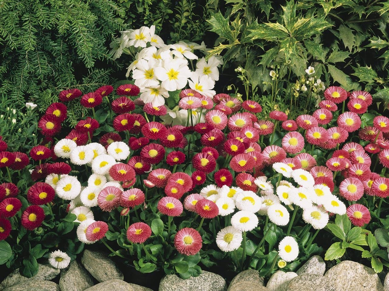 Bellis Perennis - Image 4