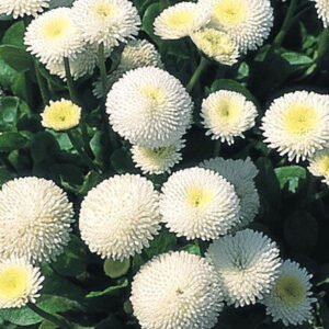 Bellis perennis double white flower seeds for growing beautiful white double-petaled daisy blooms in gardens and pots.