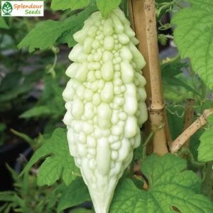 White bitter gourd vegetable seeds for planting and growing fresh, healthy white bitter melon in home gardens and farms.