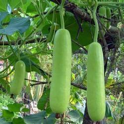 Long bottle gourd hanging on the vine, grown from Gardeny Seeds vegetable seeds for fresh harvests in home gardens and farms.