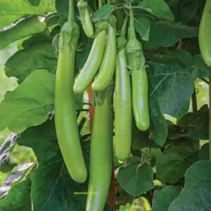 Green long brinjal vegetable seeds for planting and growing long, tender green eggplants in home gardens and farms.