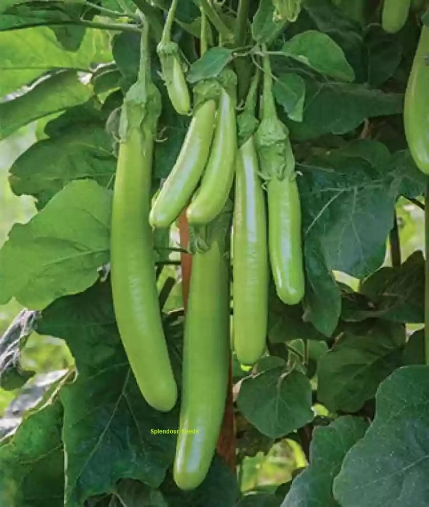Green long brinjal vegetable seeds for planting and growing long, tender green eggplants in home gardens and farms.