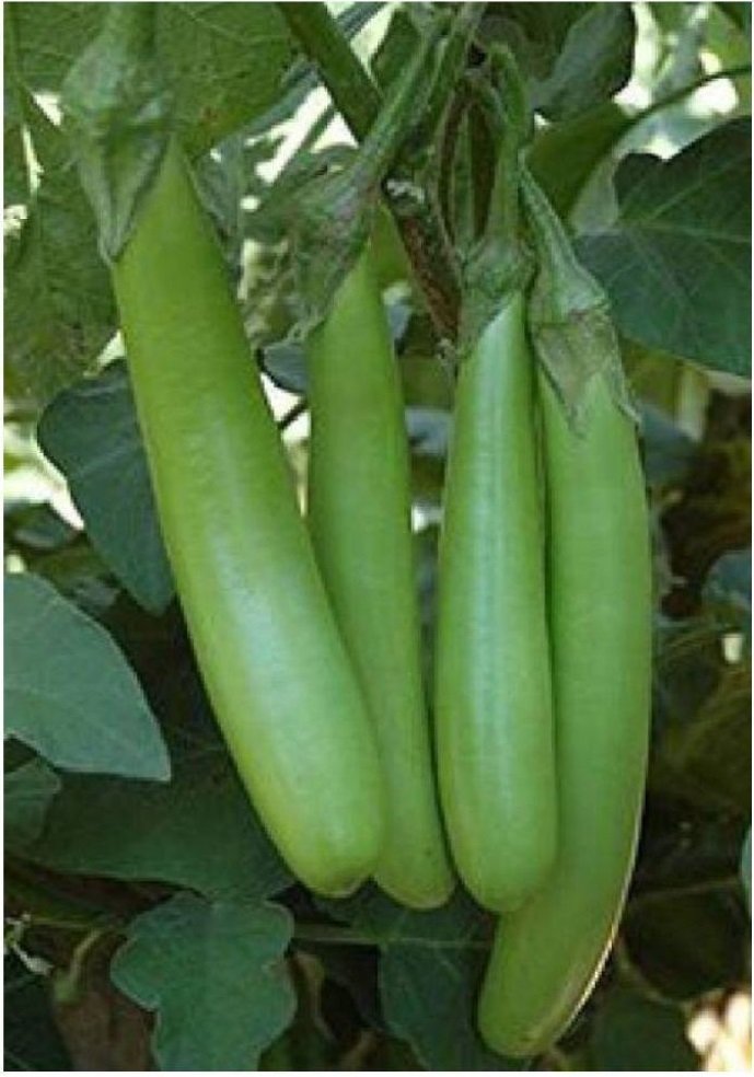 Green long brinjal plant with slender green eggplants ready for harvest, grown from Gardeny Seeds vegetable seeds in home gardens and farms.