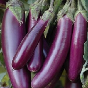 Purple long brinjal vegetable seeds for planting and growing long, tender purple eggplants in home gardens and farms.