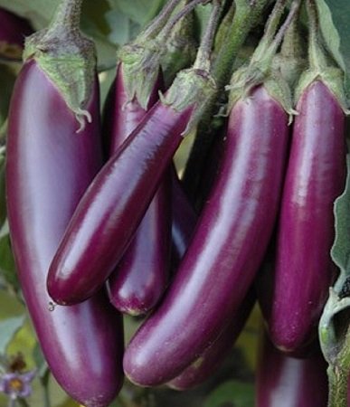 Purple long brinjal vegetable seeds for planting and growing long, tender purple eggplants in home gardens and farms.