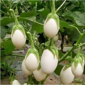 White round brinjal vegetable seeds for planting and growing fresh, round white eggplants in home gardens and farms.