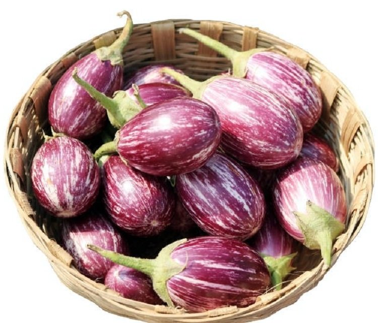 Brinjal CVK plant with clusters of fresh purple-green eggplants, grown from Gardeny Seeds vegetable seeds in home gardens and farms.